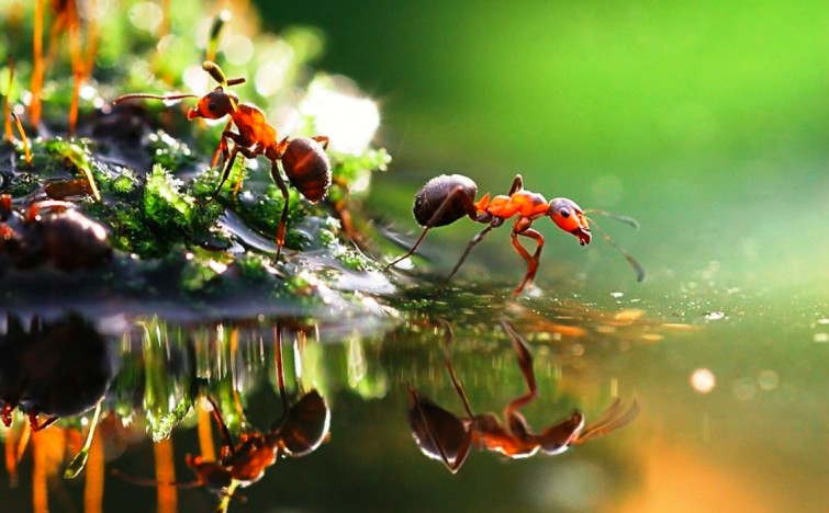 fotografi-macro