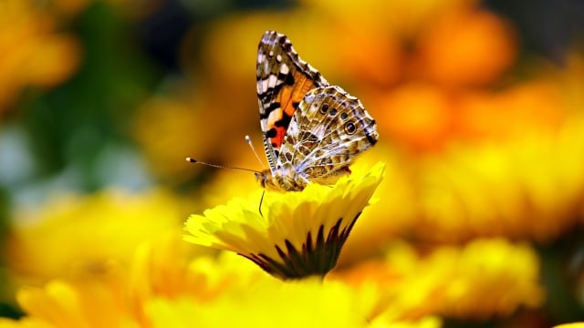 fotografi-makro-melihat-dunia-kecil-yang-memukau